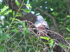 Ictinia mississippiensis