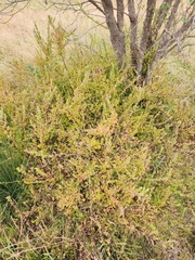 Rhagodia candolleana