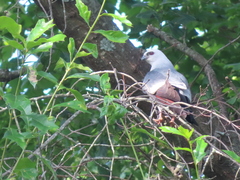 Ictinia mississippiensis