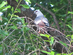 Ictinia mississippiensis