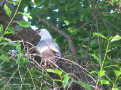 Ictinia mississippiensis