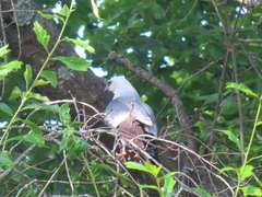 Ictinia mississippiensis