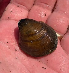 Reginaia ebenus