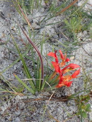 Babiana ringens australis