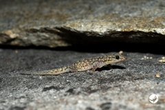 Gehyra variegata