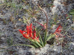 Babiana ringens australis