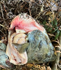 Hippoglossus stenolepis