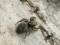 Pseudeuophrys erratica