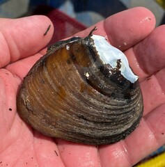 Ellipsaria lineolata