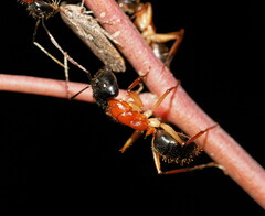 Camponotus nigriceps