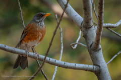 Turdus rufopalliatus