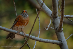 Turdus rufopalliatus