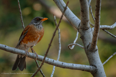 Turdus rufopalliatus