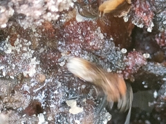 Geniotrigona thoracica