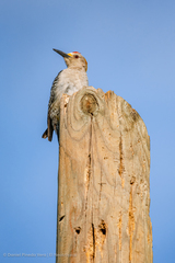 Melanerpes aurifrons