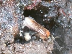Geniotrigona thoracica