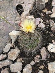 Coryphantha delicata