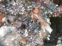 Geniotrigona thoracica