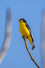 Spinus psaltria