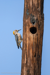Melanerpes aurifrons