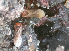 Geniotrigona thoracica
