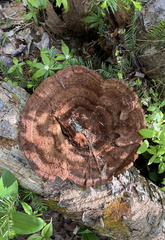 Phaeolus