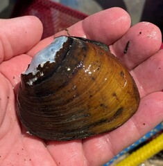 Ellipsaria lineolata