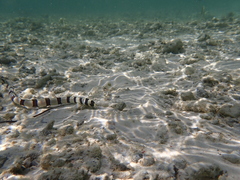 Myrichthys colubrinus