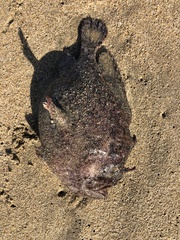 Lophiiformes