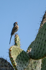 Spizella atrogularis