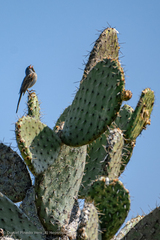 Spizella atrogularis