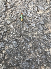 Chauliognathus tricolor