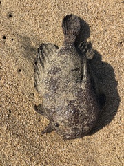 Lophiiformes