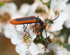 Stenoderus suturalis
