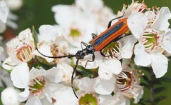 Stenoderus suturalis