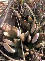 Adromischus umbraticola