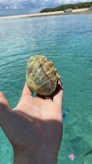 Tridacninae
