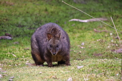 Thylogale billardierii