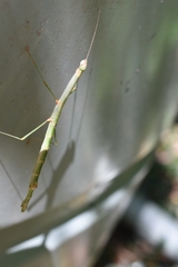 Candovia strumosa