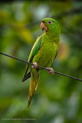 Psittacara holochlorus