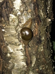 Megaustenia imperator