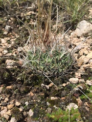 Echinofossulocactus lloydii