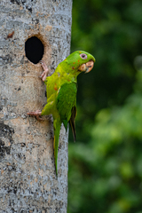 Psittacara holochlorus