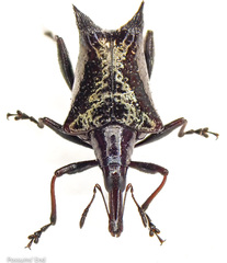 Scolopterus penicillatus