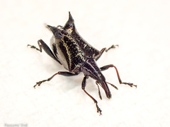 Scolopterus penicillatus