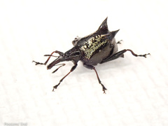 Scolopterus penicillatus