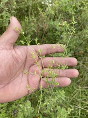 Arenaria