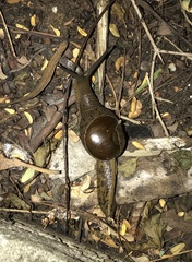 Megaustenia imperator