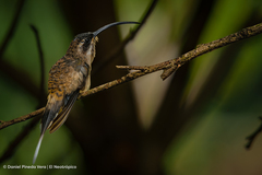 Phaethornis longirostris