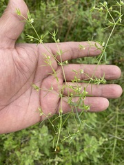 Arenaria